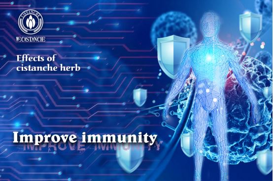 cistanche improve immunity