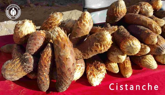 fresh cisatnche tubulosa stems