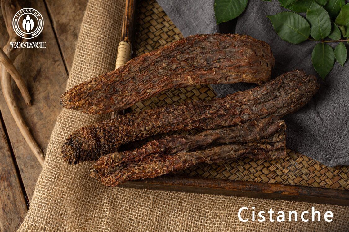 The medicinal parts of Cistanche