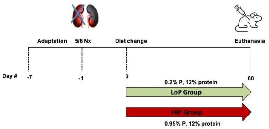 Figure A1. Experimental design of the study. Nx, nephrectomy.