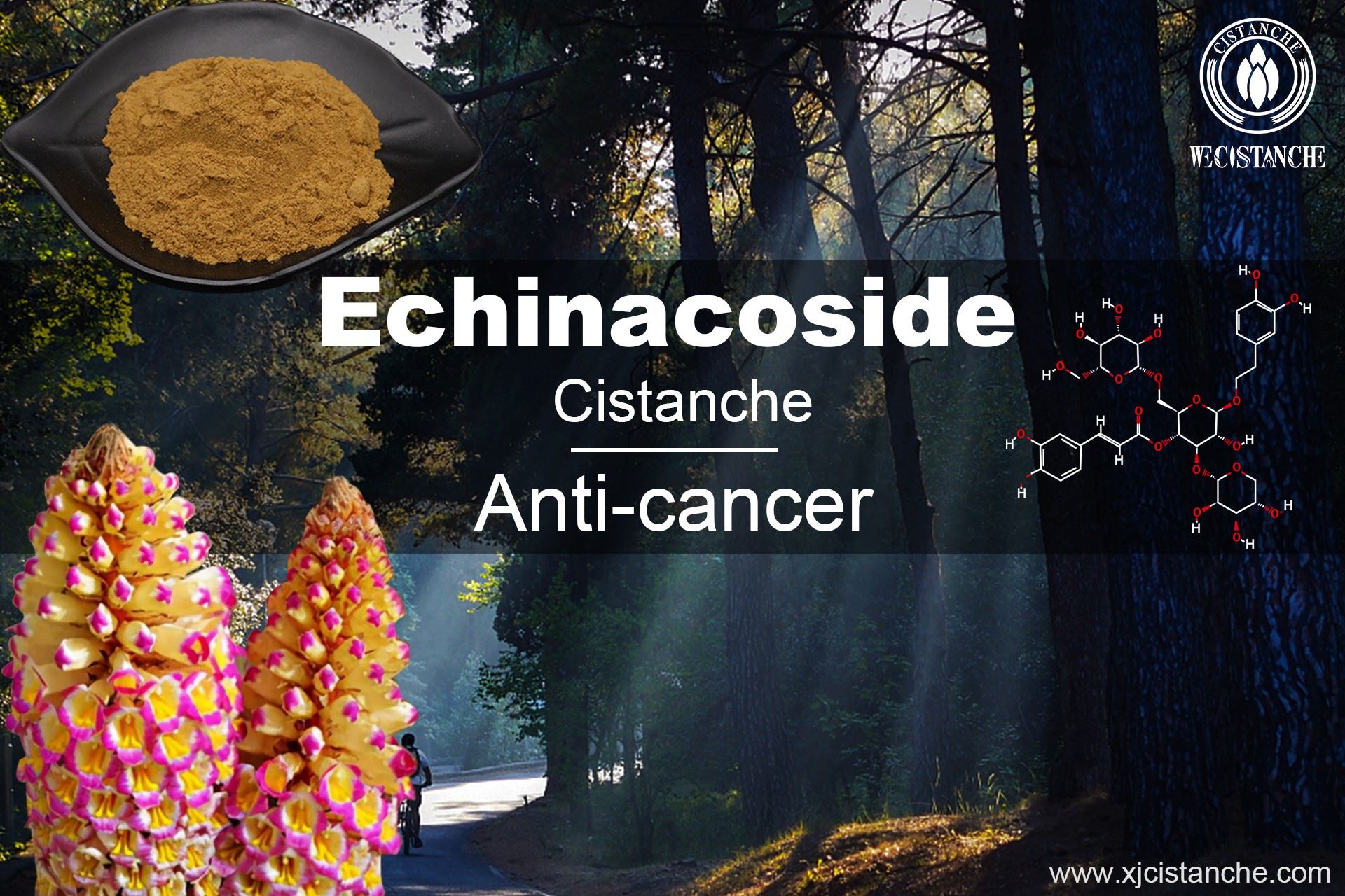 benefit of cistanche benefit of cistanche