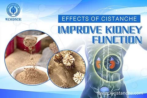 Cistanche for improve kidney dysfunction Cistanche for improve kidney dysfunction