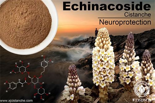 Cistanche has neuroprotective effects Cistanche has neuroprotective effects