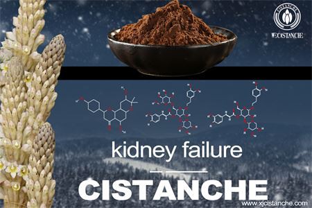 cistanche-kidney failure-6(48)