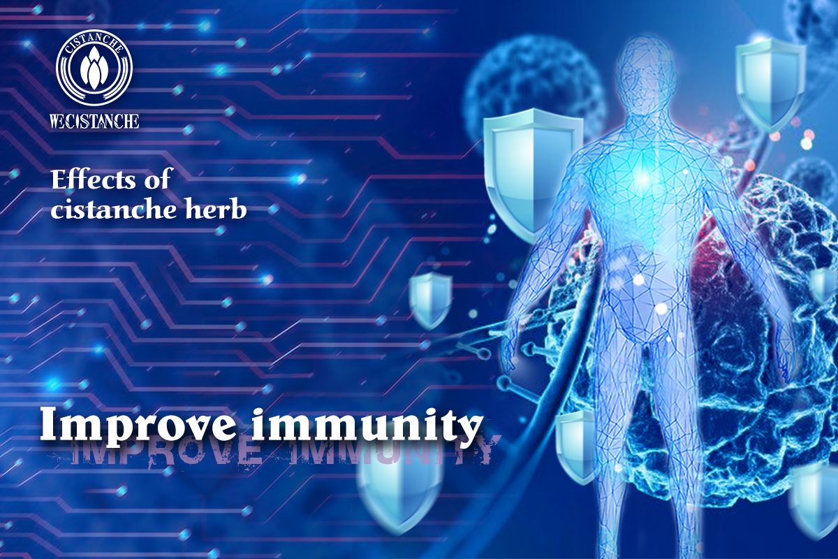 Effects on improve immunity of cistanche Effects on improve immunity of cistanche