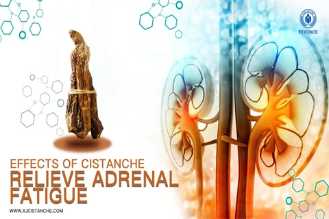 cistanche dht:relieve adrenal fatigue cistanche dht:relieve adrenal fatigue