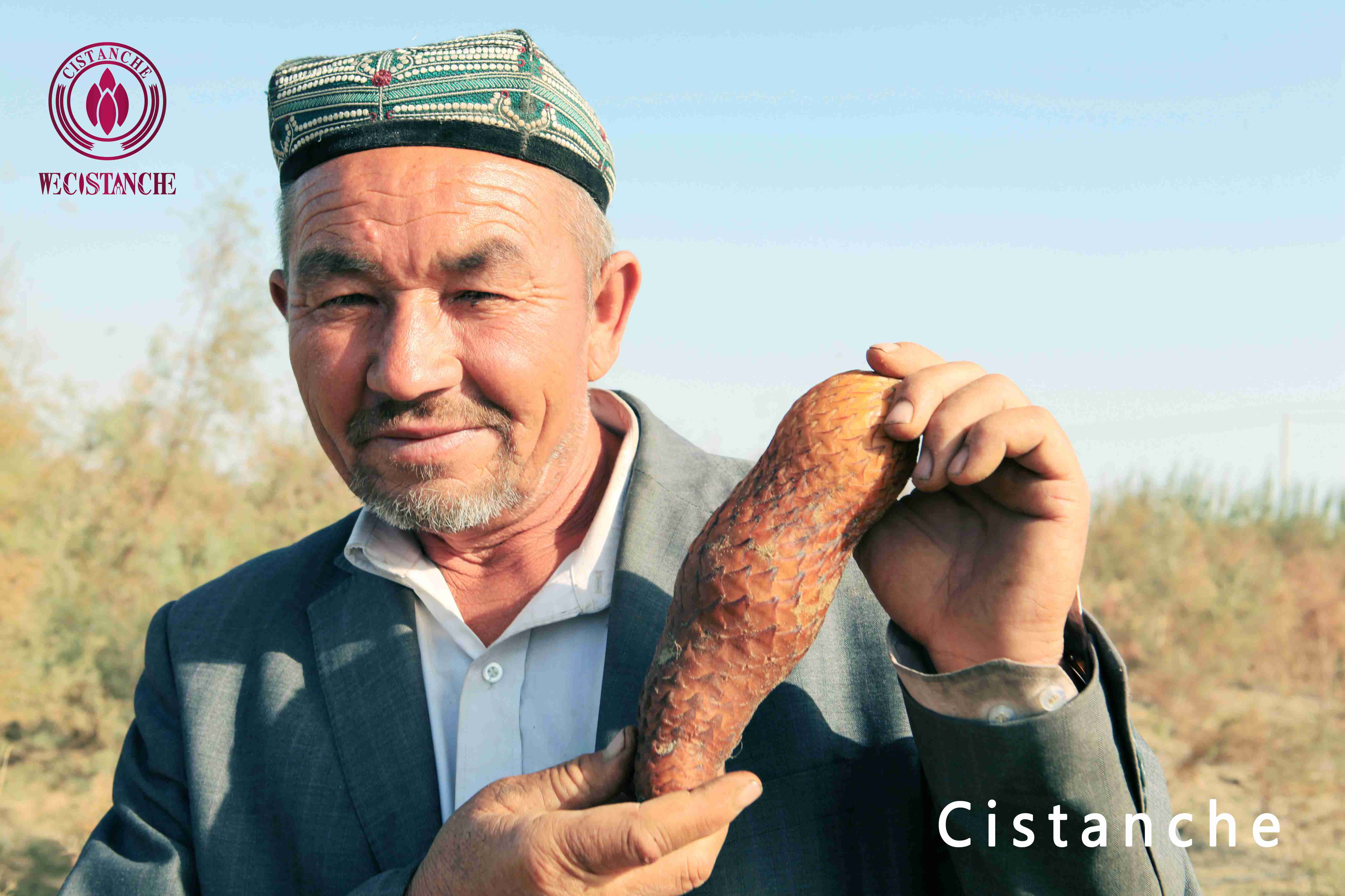 cistanche erectile dysfunction