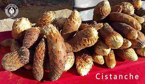 Cistanche Whosale