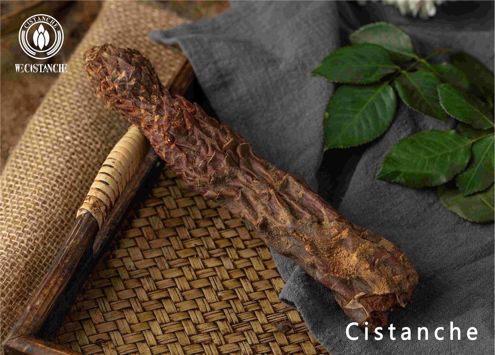 cistanche