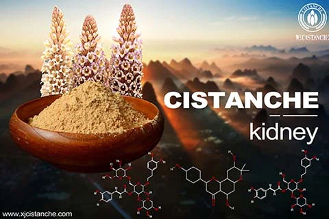 Cistanche-kidney-3(3)