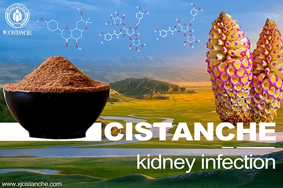 Cistanche-kidney infection-3(15) Cistanche-kidney infection-3(15)