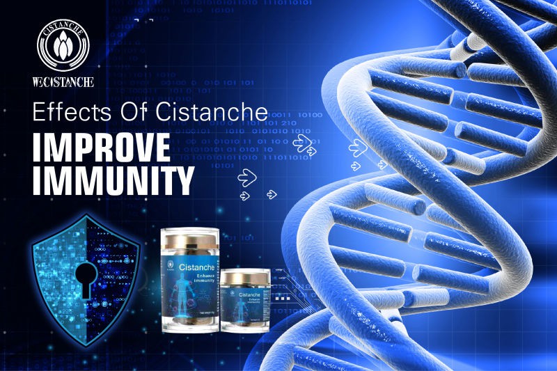 cistanche adalah