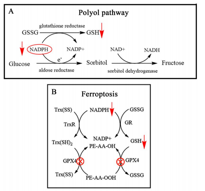 anti-oxidation cistanche