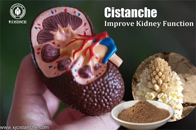 cistanche supplement review cistanche supplement review