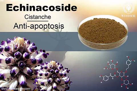 Echinacoside in cistanche (11)