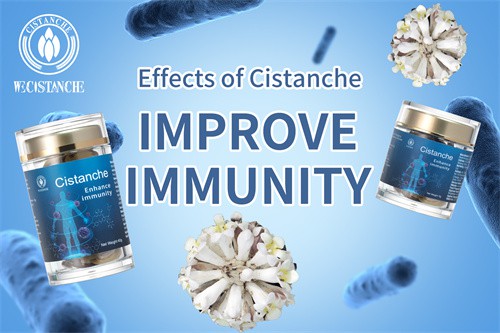 cistanche in store