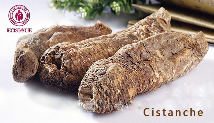 Cistanche tubulosa Cistanche tubulosa