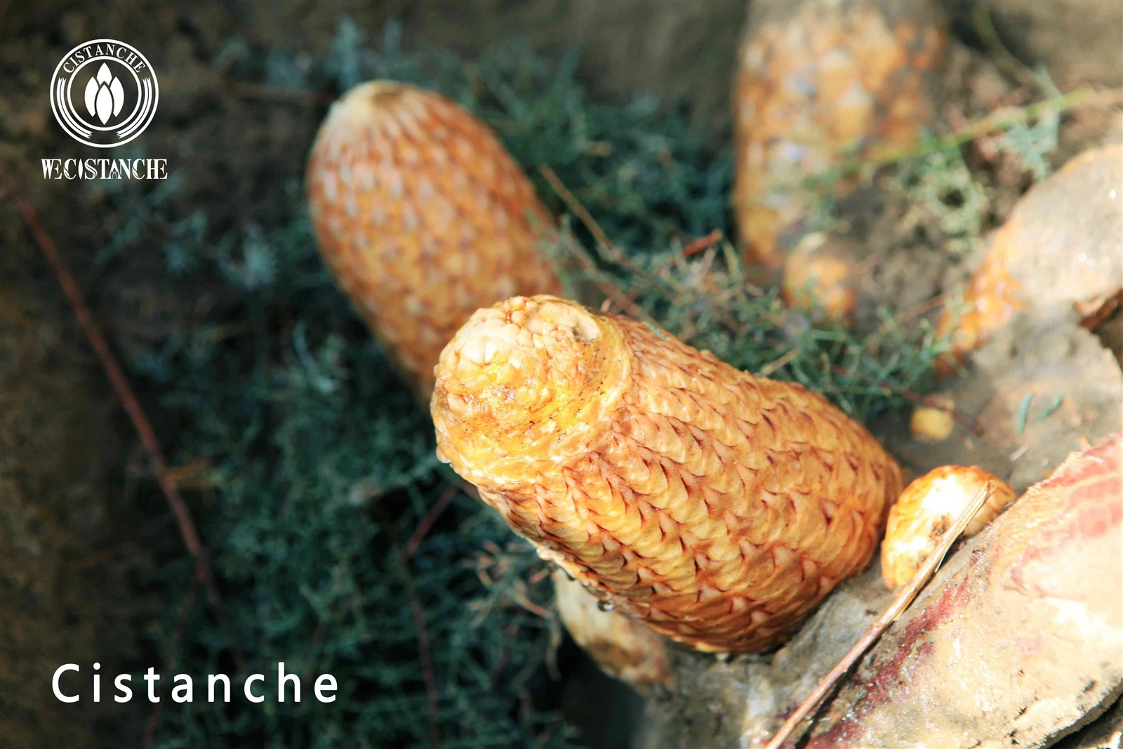 cistanche tubulosa cistanche herbal cistanche plant