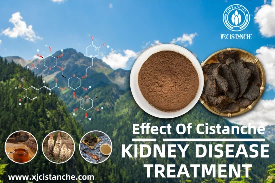 CISTANCHE TO WORK FOR KIDNEY DISEASE PATIENTS