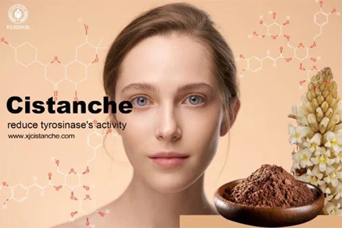 Benefits of cistanche tubulosa-inhibit tyrosinase expression (3)