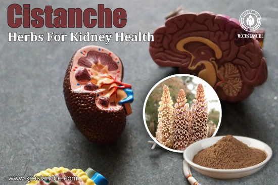 HERBA CISTANCHE FOR SLOW DOWN CKD PROGRESSION