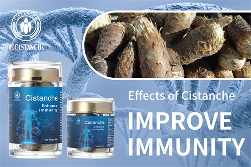 cistanche tubulosa for improving Immunity