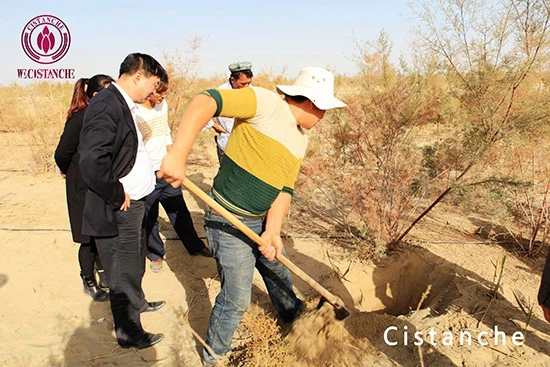Planting of Cistanche deserticola 2 Planting of Cistanche deserticola 2