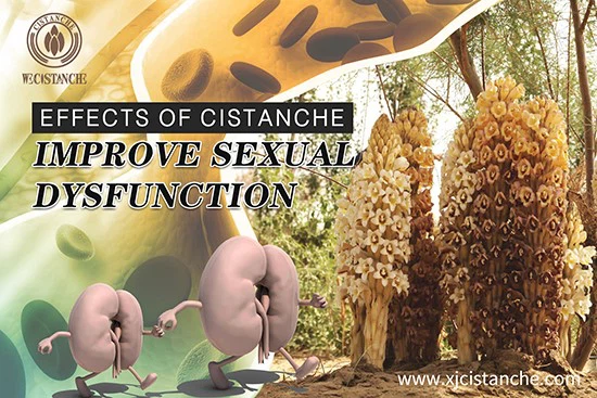 effects of cistanche-improve kidney function 5 effects of cistanche-improve kidney function 5