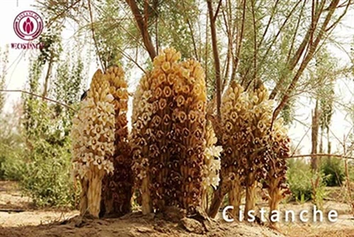 cistanche cistanche